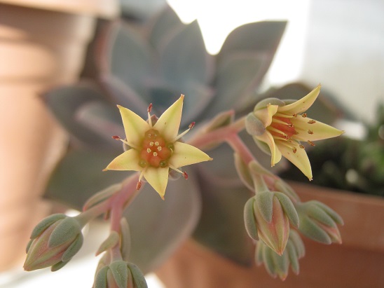 Name:  graptopetalum iek.jpg
Views: 1182
Size:  56.0 KB