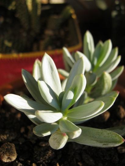 Name:  senecio serpens.jpg
Views: 1190
Size:  26.7 KB