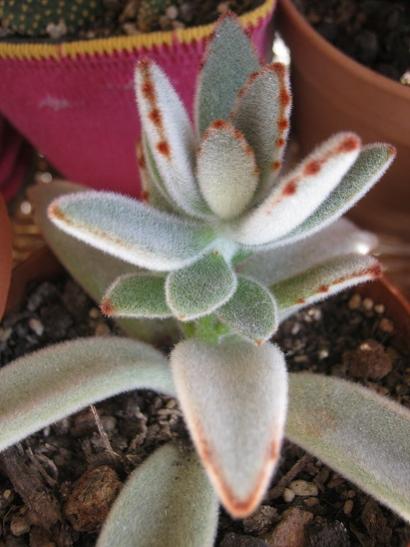 Name:  kalanchoe tomentosa.jpg
Views: 955
Size:  34.1 KB