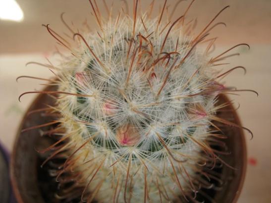 Name:  m. bombycina.jpg
Views: 1150
Size:  31.5 KB