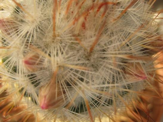 Name:  m. bombycina tomurcuk.jpg
Views: 1155
Size:  36.8 KB