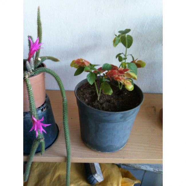 Name:  PhotoGrid_1431863651145.jpg
Views: 514
Size:  40.5 KB