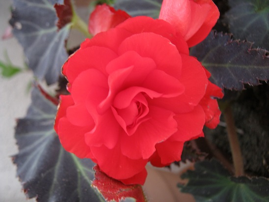 Name:  begonya iek.jpg
Views: 1476
Size:  60.2 KB