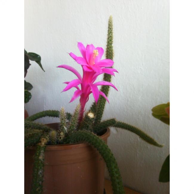Name:  PhotoGrid_1432123904149.jpg
Views: 566
Size:  32.0 KB
