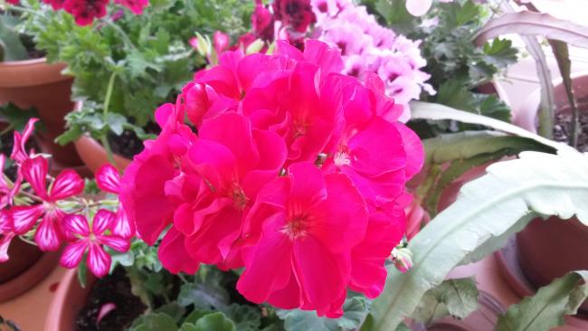 Name:  20150519_142621.jpg
Views: 349
Size:  40.3 KB