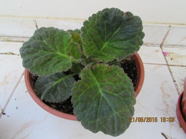 Name:  IMG_0693.jpg
Views: 965
Size:  32.6 KB