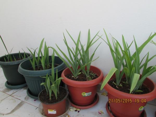 Name:  IMG_0697.jpg
Views: 934
Size:  30.7 KB