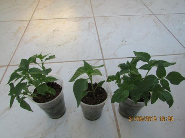 Name:  IMG_0672.jpg
Views: 937
Size:  31.9 KB