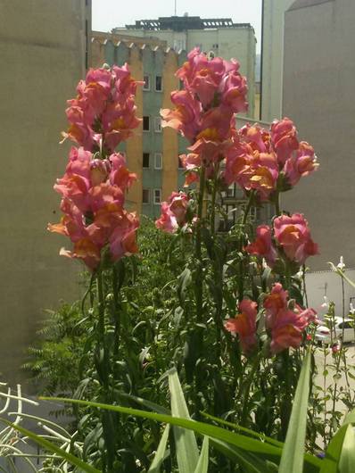Name:  11258280_10153030361423143_7930072582472962755_n.jpg
Views: 816
Size:  40.0 KB