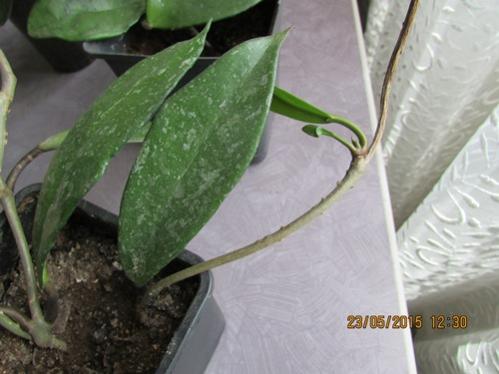 Name:  IMG_0728.jpg
Views: 923
Size:  28.2 KB