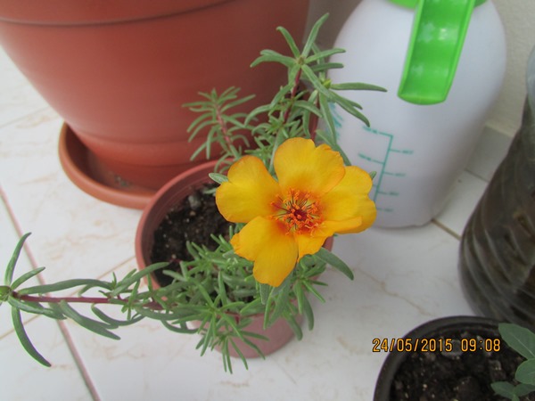 Name:  IMG_0749.jpg
Views: 904
Size:  69.7 KB