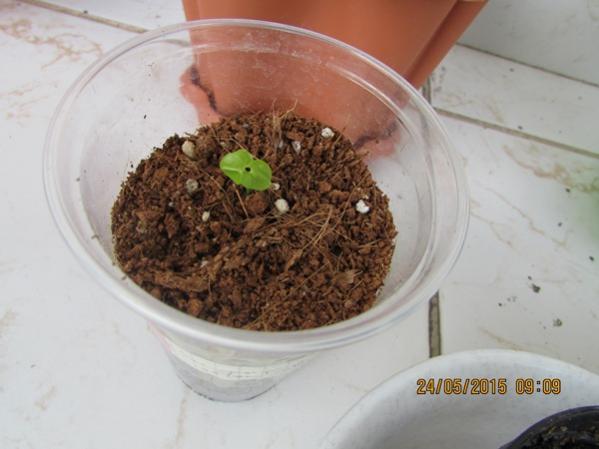 Name:  IMG_0755.jpg
Views: 898
Size:  31.9 KB