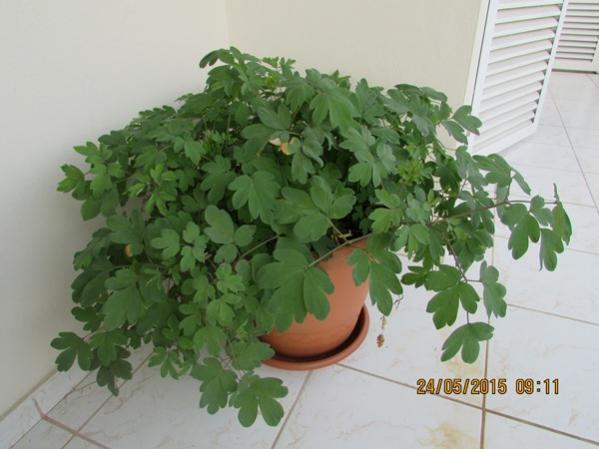 Name:  IMG_0758.jpg
Views: 1018
Size:  34.9 KB