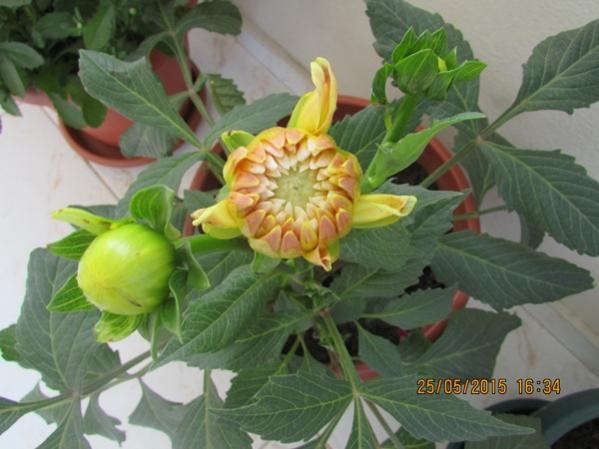 Name:  IMG_0765.jpg
Views: 882
Size:  38.7 KB