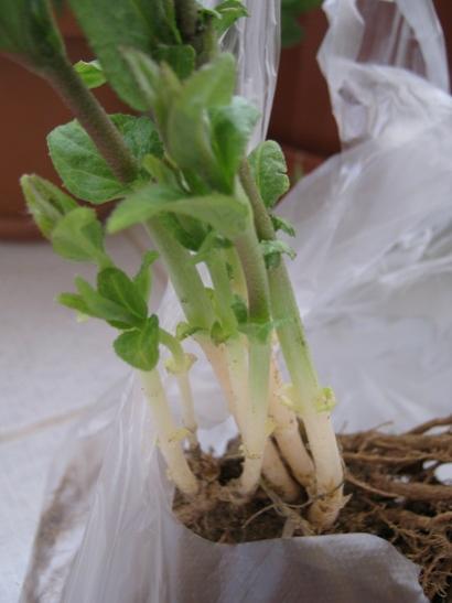 Name:  deutzia.jpg
Views: 1141
Size:  25.1 KB