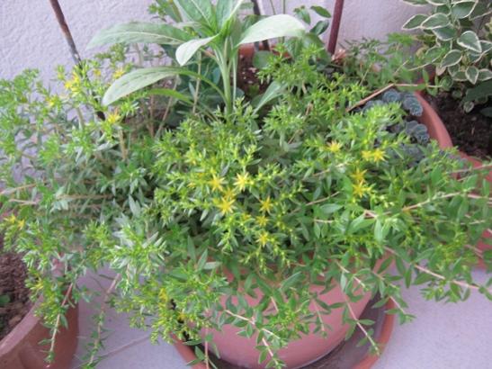 Name:  sedum sarmentosum.jpg
Views: 1161
Size:  50.5 KB
