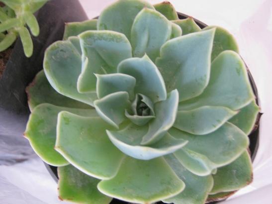 Name:  echeveria.jpg
Views: 1178
Size:  26.0 KB