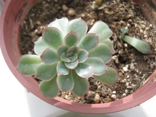 Name:  echeveria pulidonis.jpg
Views: 1049
Size:  32.4 KB