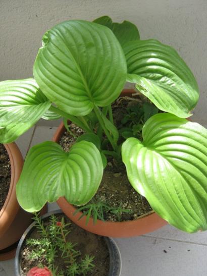 Name:  hosta.jpg
Views: 1184
Size:  36.2 KB