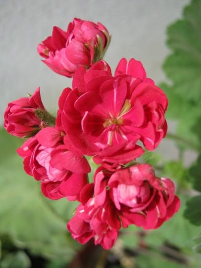Name:  gl sard1.jpg
Views: 1040
Size:  27.1 KB