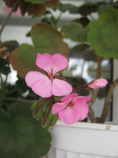 Name:  pembe sard.jpg
Views: 1046
Size:  21.3 KB