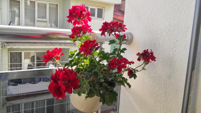 Name:  20150522_083206.jpg
Views: 463
Size:  44.7 KB