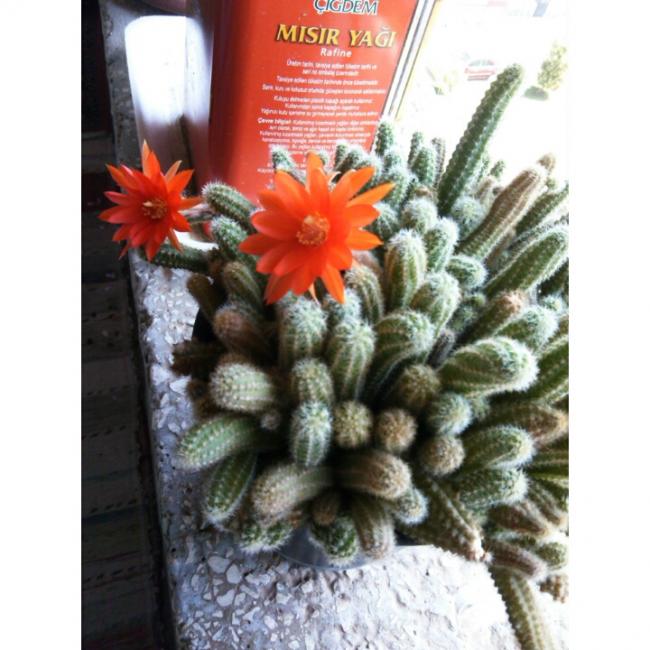 Name:  PhotoGrid_1432901739165.jpg
Views: 618
Size:  58.7 KB