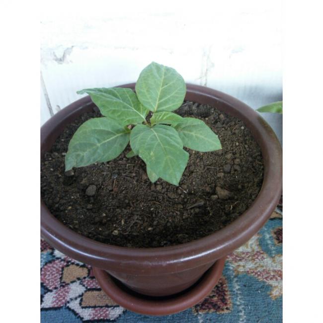 Name:  PhotoGrid_1432901795788.jpg
Views: 593
Size:  43.9 KB