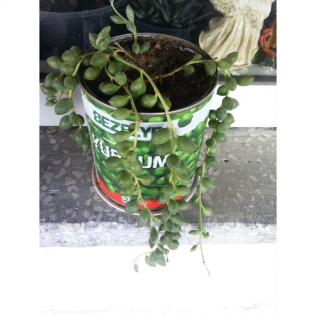 Name:  PhotoGrid_1432901809724.jpg
Views: 599
Size:  46.8 KB