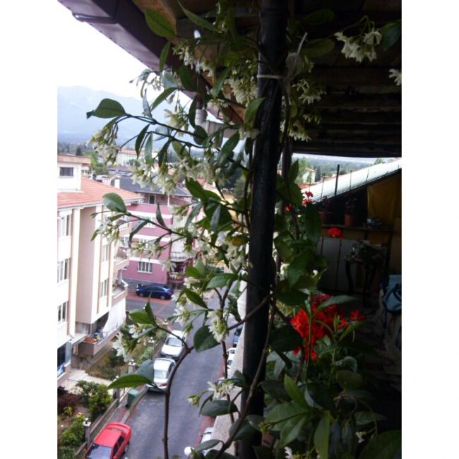 Name:  PhotoGrid_1432901877037.jpg
Views: 1009
Size:  58.9 KB