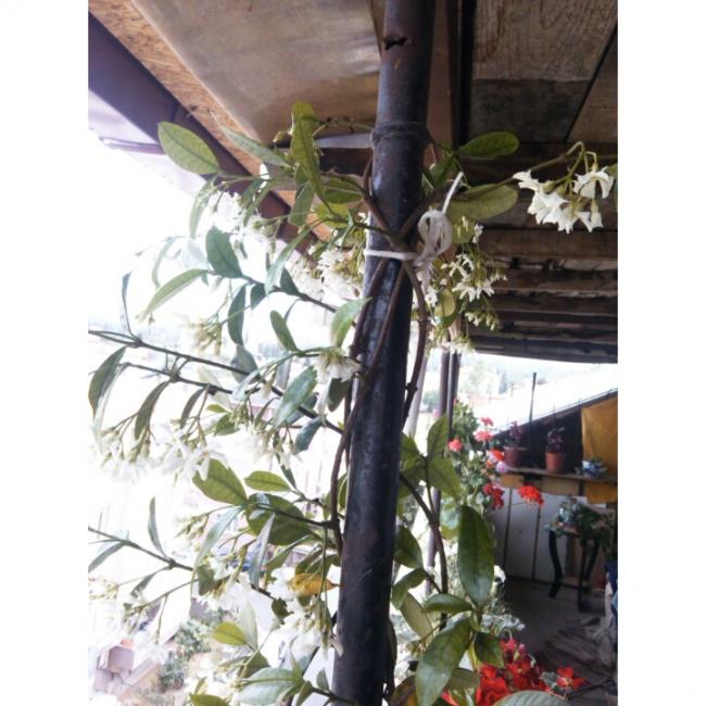 Name:  PhotoGrid_1432901893104.jpg
Views: 633
Size:  59.6 KB