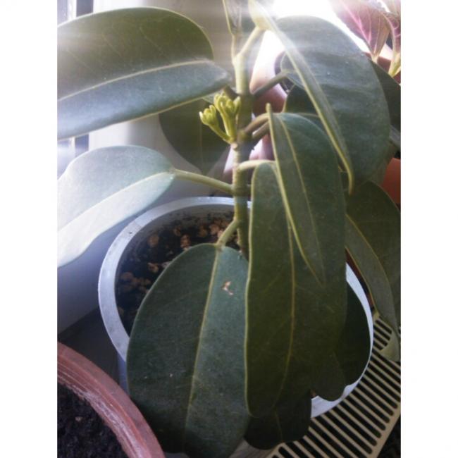 Name:  PhotoGrid_1432901960903.jpg
Views: 606
Size:  39.2 KB