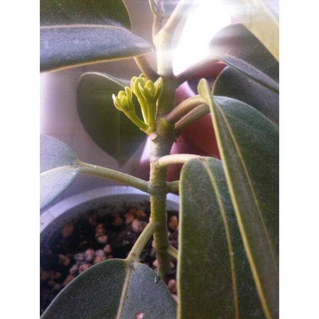 Name:  PhotoGrid_1432901950255.jpg
Views: 601
Size:  38.1 KB