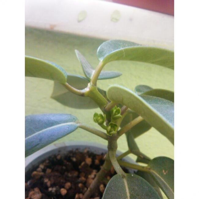 Name:  PhotoGrid_1432901938074.jpg
Views: 599
Size:  32.7 KB
