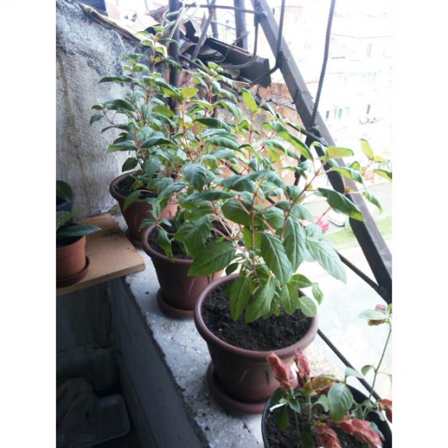 Name:  PhotoGrid_1432901912642.jpg
Views: 579
Size:  59.7 KB