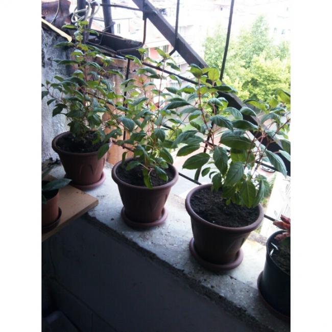 Name:  PhotoGrid_1432901921512.jpg
Views: 602
Size:  57.2 KB