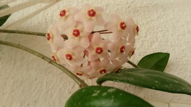 Name:  20150526_071805.jpg
Views: 1247
Size:  27.6 KB