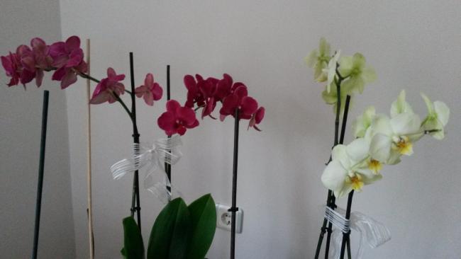 Name:  20150602_064546.jpg
Views: 1955
Size:  22.4 KB