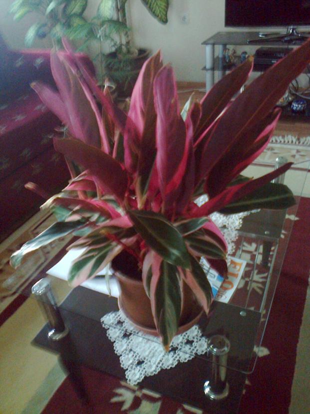 Name:  Fotoraf2853.jpg
Views: 602
Size:  70.2 KB