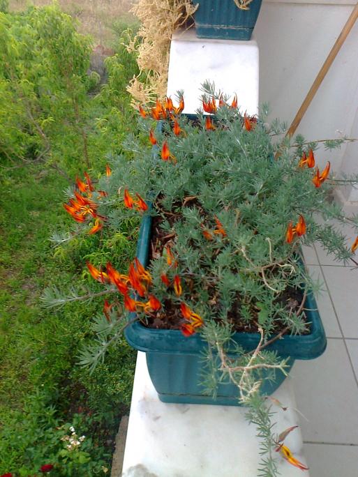 Name:  Fotoraf2863.jpg
Views: 535
Size:  74.8 KB