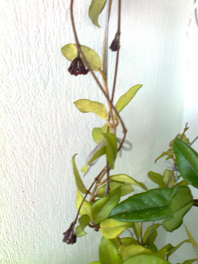 Name:  Fotoraf2874.jpg
Views: 550
Size:  68.1 KB