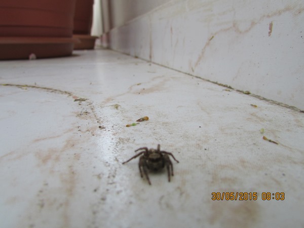 Name:  SD Kart 093.jpg
Views: 705
Size:  57.8 KB