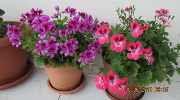 Name:  SD Kart 269.jpg
Views: 613
Size:  35.2 KB