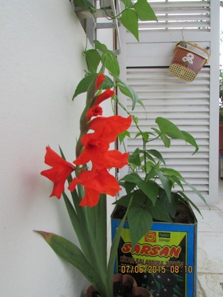 Name:  SD Kart 261.jpg
Views: 614
Size:  36.2 KB