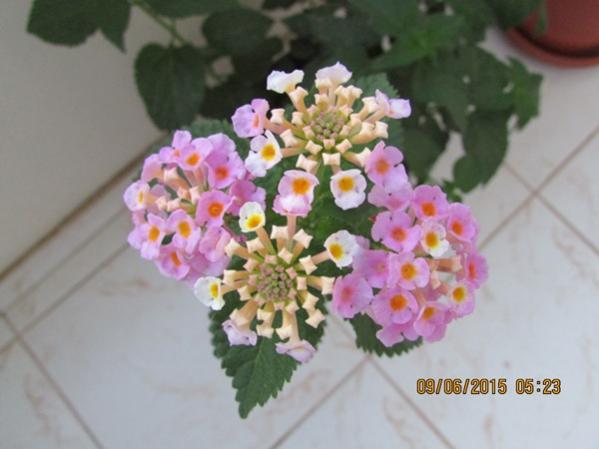 Name:  SD Kart 323.jpg
Views: 647
Size:  30.9 KB