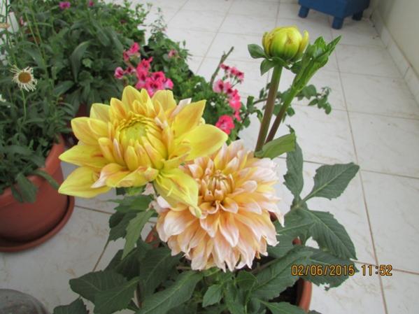 Name:  SD Kart 111.jpg
Views: 632
Size:  41.8 KB