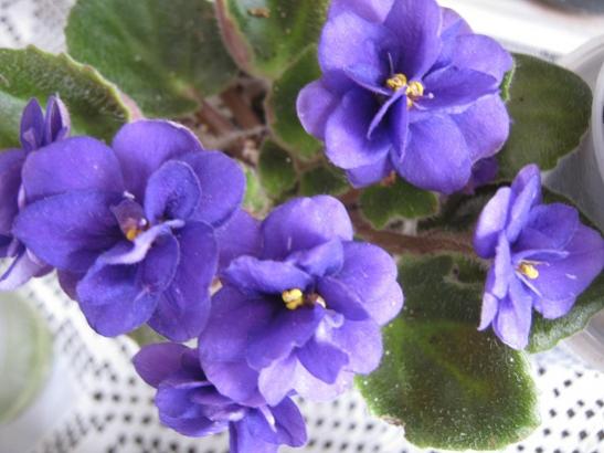 Name:  meneke1.jpg
Views: 826
Size:  34.8 KB