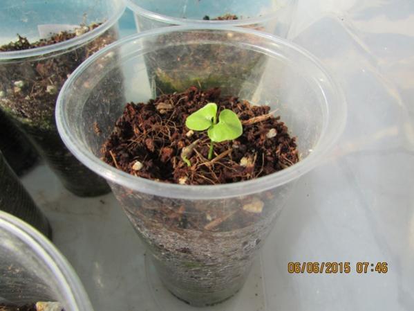 Name:  SD Kart 205.jpg
Views: 748
Size:  36.0 KB