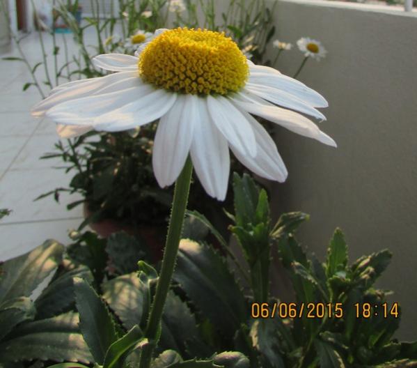 Name:  SD Kart 231.jpg
Views: 750
Size:  39.0 KB