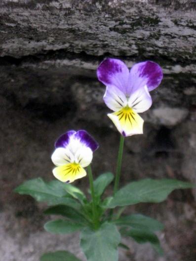 Name:  IMG_5544.jpg
Views: 665
Size:  29.1 KB